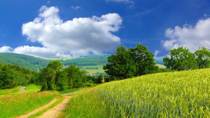 Weizenfeld,Hintergrund,Landschaft.