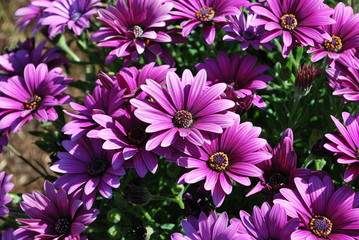 Daisys in Spring