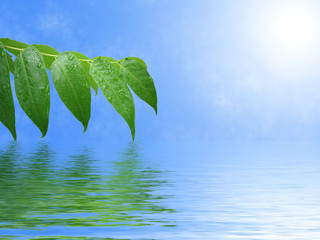 Fototapeta na wymiar zielone liście z kroplami deszczu, odbicie w wodzie