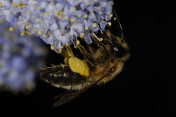 L'abeille ...