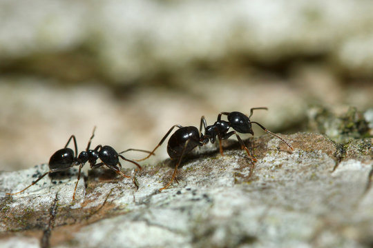 Cord&eacute;e de fourmi