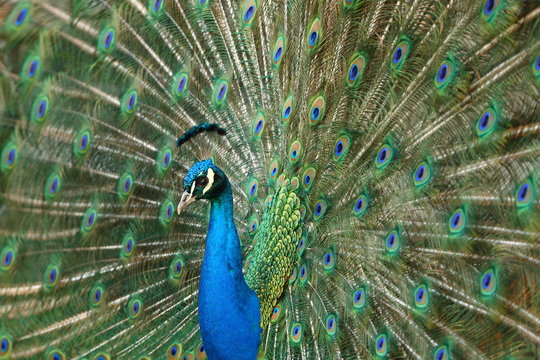 Pfau
