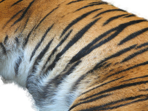 tiger fur on the white background
