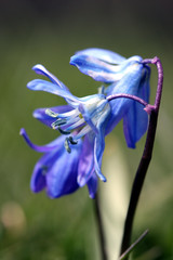 scilla sibirica - pyrenees orientales