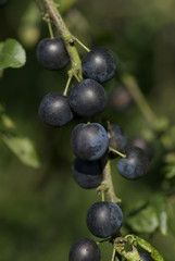sloes on blackthorn hedge
