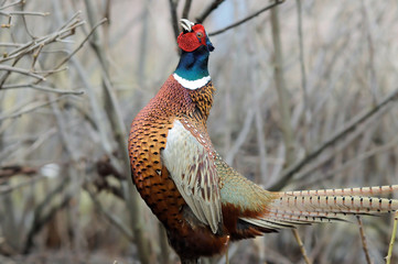 Common Pheasant portrait