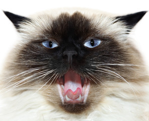 Cat yawn