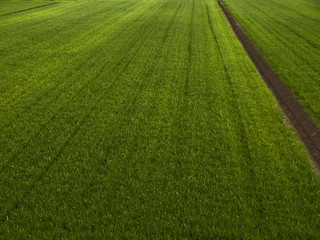 campo di grano verde