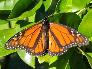close-up of a monarch butterfly