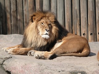 Fototapeta na wymiar Lion 2