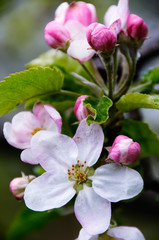 Apple blossoms in early spring