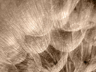 Sepia Weed - obrazy, fototapety, plakaty