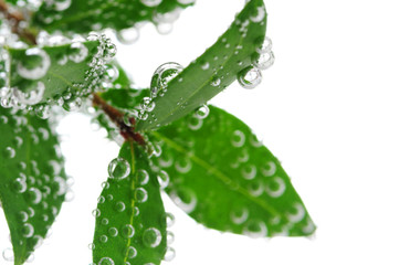 Green leaves in water