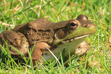 Green Frog (Rana clamitans) in early spring