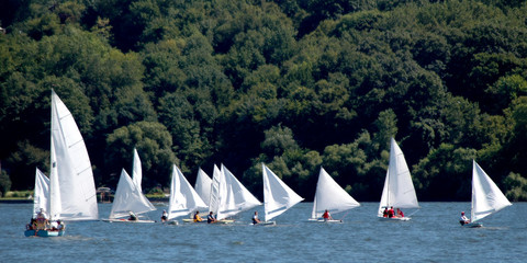 Sunfish Regatta