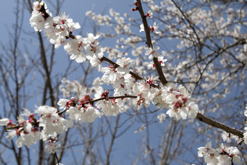 The branch of apple tree