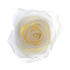 singel white rose on white