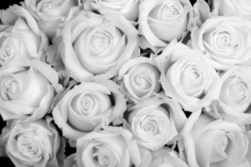 roses for funeral - obrazy, fototapety, plakaty