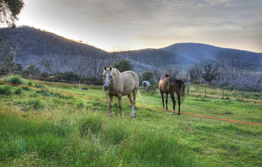 Fototapeta premium Australian Horses