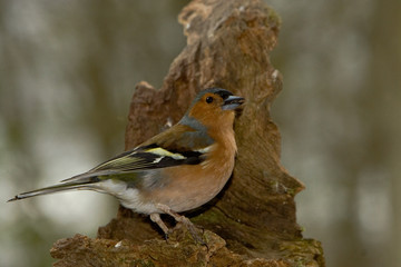 Chaffinch Cock - Fringilla coelebs
