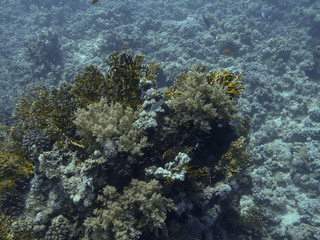 Naklejka na ściany i meble fire coral