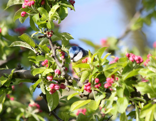 Blue tit nestling on a branch