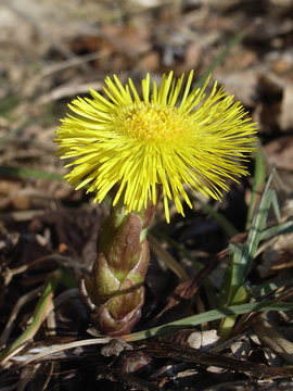 Tussilage