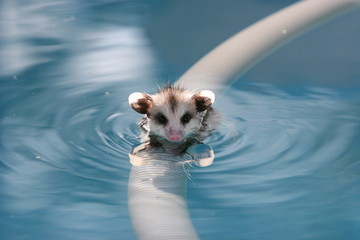 FLOATING ANIMAL