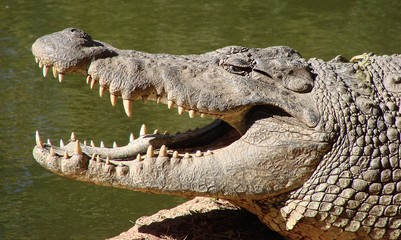 Fototapeta premium Crocodile