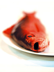 Red Snapper - Roter Schnapper