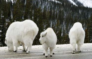 147 Young Mountain Goat with Nanny
