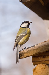 great tit