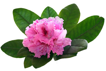 Pink rhododendron on a white background