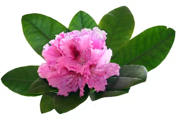Crédence en verre imprimé Azalée Pink rhododendron on a white background