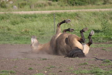 Playful Horse
