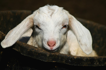 Kid Goat In A Bucket