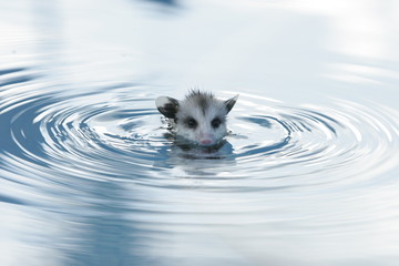 RACCON