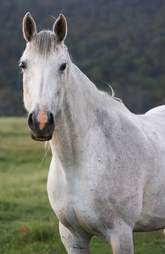 White horse - Color