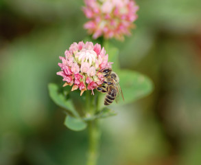 Bee on clover
