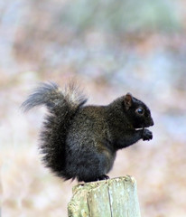 Black Squirrel