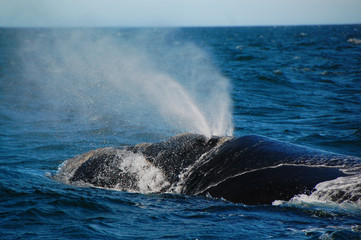  Patagonia Whale Surfacing © Tom Torkelson