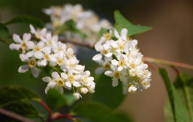 Wild Cherry Blossoms