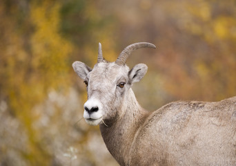 239 Rocky Mountain Bighorn Sheep