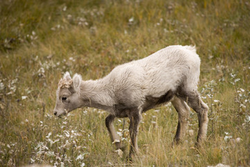 244 Young Rocky Mountain Bighorn Sheep