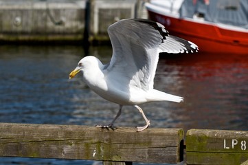 Möwe,Warnemünde