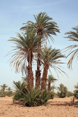 Trois palmiers