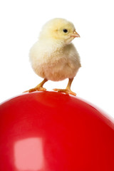 chick on balloon