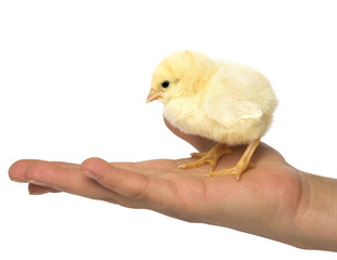 chick in hand