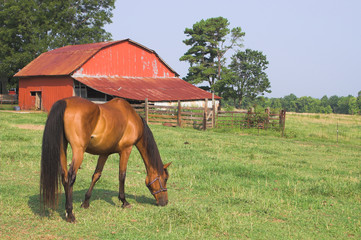 Naklejka premium Horse