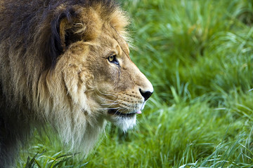 Lion